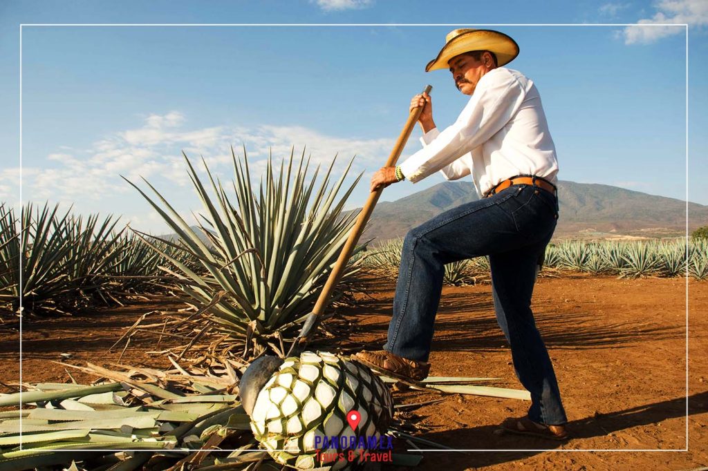 Recorrido por la Ruta del Tequila Jalisco
