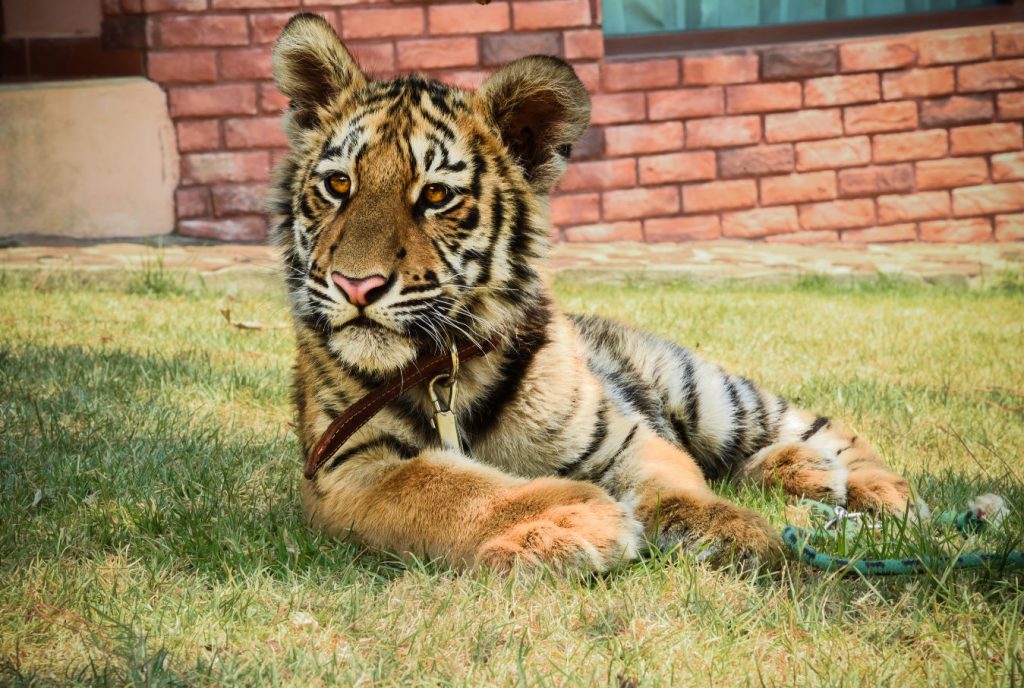 Tigres en mazamitla turismo guadalajara