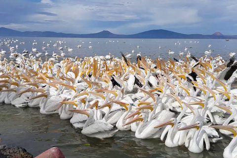 pelicanos-borregones-chapala