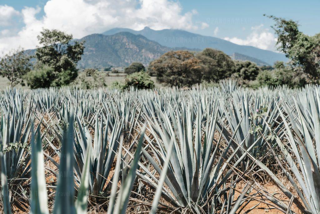 Ruta del Tequila en Jalisco México