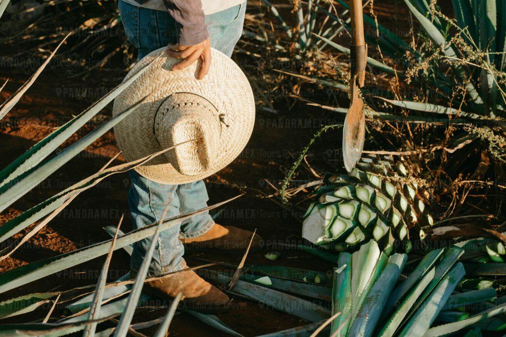 ¿Vale la pena visitar Tequila en tour o por tu cuenta? La verdad que nadie te dice